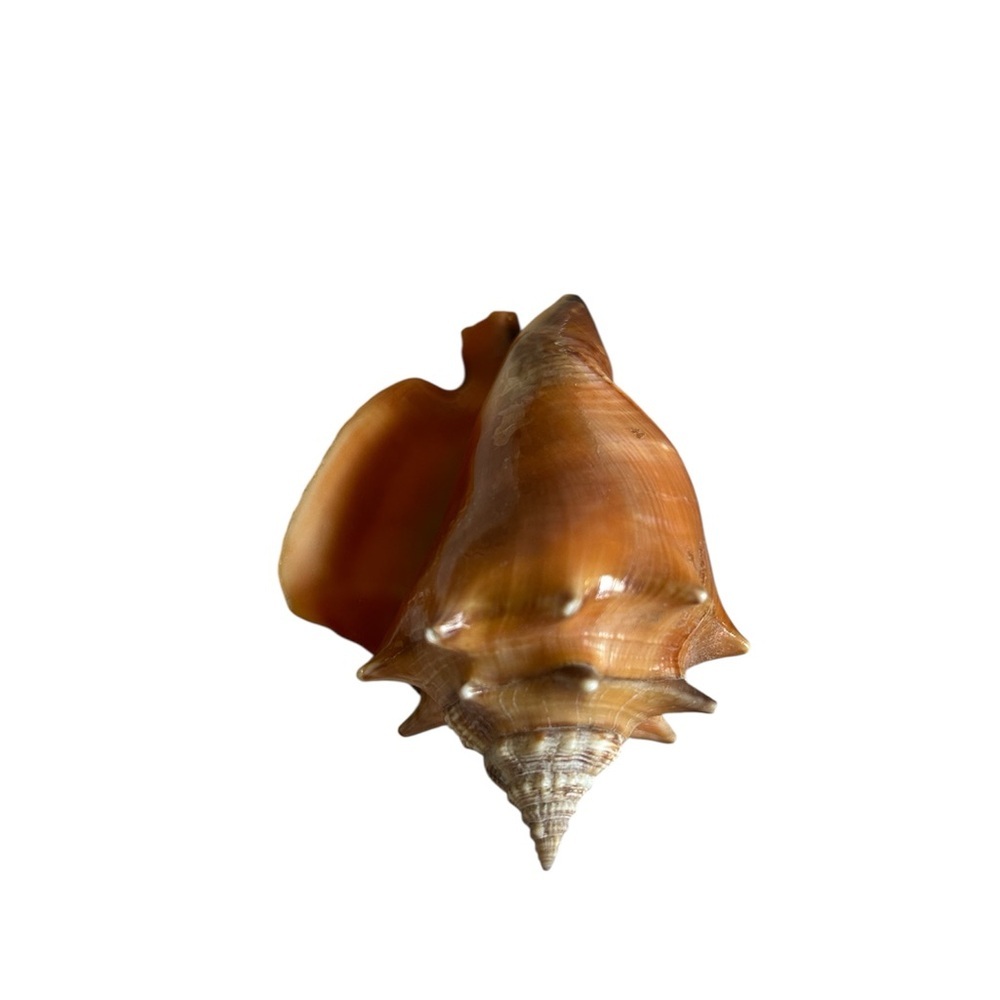 Large Brown Shell Decor - Picture 2 of 4